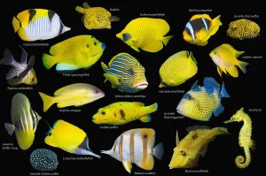 Yellow tropical reef fish composite image on black background, Falcula butterflyfish (Chaetodon falcula) Yellow tropical reef fish composite image on black background, Falcula butterflyfish (Chaetodon falcula)