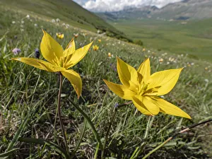 Yellow tulip (Tulipa australis / Tulipa sylvestris ssp australis) Grande, Sibillini Yellow tulip (Tulipa australis / Tulipa sylvestris ssp australis) Grande, Sibillini
