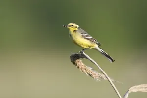 Yellow wagtail (Motacilla flava) adult perched with food for chicks, Lithuania, May 2009 Yellow wagtail (Motacilla flava) adult perched with food for chicks, Lithuania, May 2009