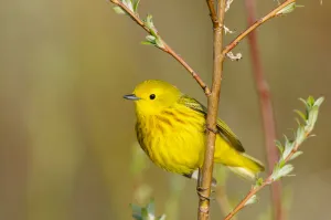 Yellow warbler (Dendroica petechia) male, Seward peninsula, Alaska, USA. June Yellow warbler (Dendroica petechia) male, Seward peninsula, Alaska, USA. June