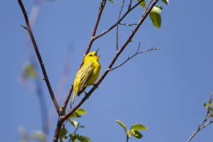 Yellow warbler (Dendroica petechia) male singing. Bozeman, Montana, USA Yellow warbler (Dendroica petechia) male singing. Bozeman, Montana, USA