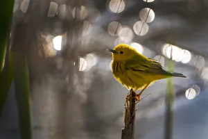 Yellow Warbler (Setophaga petechia, formerly Dendroica petechia) Yellow Warbler (Setophaga petechia, formerly Dendroica petechia)