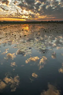 Yellow Waters with Water Lilies (Nymphaeacae) at sunset, South Alligator River, Kakadu Yellow Waters with Water Lilies (Nymphaeacae) at sunset, South Alligator River, Kakadu