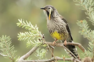 Yellow Wattlebird (Anthochaera paradoxa) Tasmania, Australia, endemic to Tasmania Yellow Wattlebird (Anthochaera paradoxa) Tasmania, Australia, endemic to Tasmania