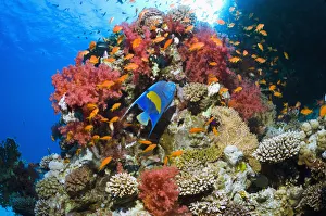 Yellowbar angelfish (Pomacanthus maculosus) swimming over coral reef with soft corals Yellowbar angelfish (Pomacanthus maculosus) swimming over coral reef with soft corals
