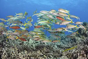 Yellowfin goatfish (Mulloidichthys vanicolensis) shoal hovering over the reef, Hawaii Yellowfin goatfish (Mulloidichthys vanicolensis) shoal hovering over the reef, Hawaii