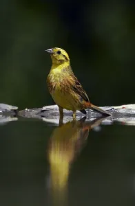 Yellowhammer (Emberiza citrinellus) male at water, Pusztaszer, Hungary, May 2008 Yellowhammer (Emberiza citrinellus) male at water, Pusztaszer, Hungary, May 2008