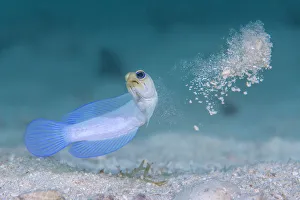 Yellowhead jawfish (Opistognathus aurifrons) spitting out sand as it digs its burrow Yellowhead jawfish (Opistognathus aurifrons) spitting out sand as it digs its burrow