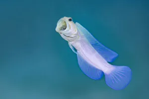 Yellowhead jawfish (Opistognathus aurifrons) male rises up from its burrow Yellowhead jawfish (Opistognathus aurifrons) male rises up from its burrow