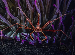 Yellowline arrow crab (Stenorhynchus seticornis) living in association with Giant Caribbean sea anemone Yellowline arrow crab (Stenorhynchus seticornis) living in association with Giant Caribbean sea anemone