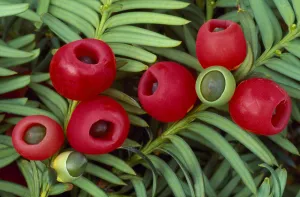 Yew berries (Taxus baccata) Berwickshire, Scotland, September Yew berries (Taxus baccata) Berwickshire, Scotland, September