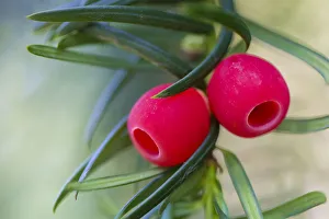 Yew (Taxus baccata) berries. Strumpshaw Fen, Norfolk, UK, September Yew (Taxus baccata) berries. Strumpshaw Fen, Norfolk, UK, September