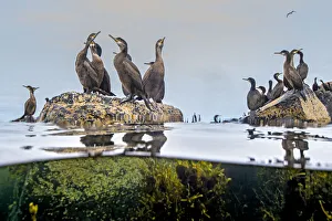 Young and adult Shags (Phalacrocorax aristotelis) gathered on rocks in the sea Young and adult Shags (Phalacrocorax aristotelis) gathered on rocks in the sea