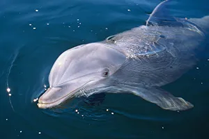 Young Bottlenose Dolphin (Tursiops truncatus) at sea surface. Captive. Canadian Arctic, summer Young Bottlenose Dolphin (Tursiops truncatus) at sea surface. Captive. Canadian Arctic, summer