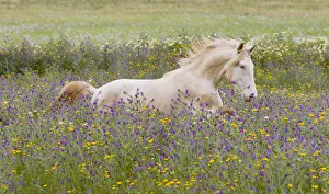 Young Cremello Lusitano stallion running through field of wildflowers in southern Spain, Europe Young Cremello Lusitano stallion running through field of wildflowers in southern Spain, Europe