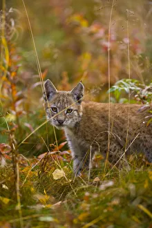 Young European lynx {Lynx lynx} Laponia / Lappland , Finland Captive Young European lynx {Lynx lynx} Laponia / Lappland , Finland Captive