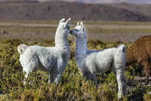 Young Lamas in pasture (Lama glama) altiplano of Atacama Desert, Chile Young Lamas in pasture (Lama glama) altiplano of Atacama Desert, Chile