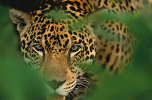 Images Dated 23rd June 2003: Young male Jaguar portrait {Panthera onca} Pantanal, Brazil