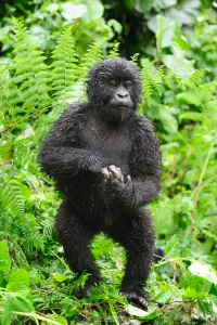 Young Mountain gorilla standing up in the rain (Gorilla beringei beringei) Volcanoes National Park Young Mountain gorilla standing up in the rain (Gorilla beringei beringei) Volcanoes National Park