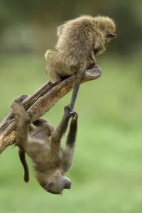 Young Olive baboons (Papio hamadryas anubis) playing with one hanging from the others tail Young Olive baboons (Papio hamadryas anubis) playing with one hanging from the others tail