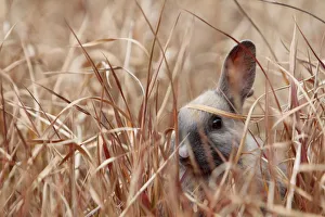 Young Rabbit Hiding in Grass, Okunoshima Art Prints