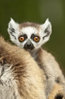Young Ring-tailed lemur (Lemur catta) 6-8 weeks, clinging to mother, Berenty Private Reserve, southern Madagascar Young Ring-tailed lemur (Lemur catta) 6-8 weeks, clinging to mother, Berenty Private Reserve, southern Madagascar