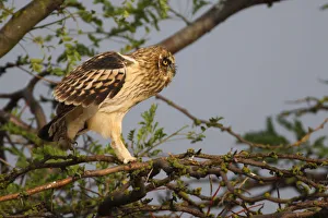 Young Short eared owl (Asio flammeus) walking along branch, Bagerova Steppe, Kerch Peninsula Young Short eared owl (Asio flammeus) walking along branch, Bagerova Steppe, Kerch Peninsula