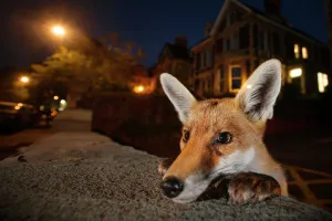Young urban Red fox (Vulpes vulpes) poking its head up over a wall. Bristol, UK, August Young urban Red fox (Vulpes vulpes) poking its head up over a wall. Bristol, UK, August