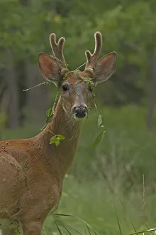 Young White tailed deer (Odocoileus virginianus) buck in velvet with plants caught in antlers Young White tailed deer (Odocoileus virginianus) buck in velvet with plants caught in antlers
