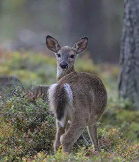 Young White-tailed deer (Odocoileus virginianus), alert, looking back towards photographer, Finland. September Young White-tailed deer (Odocoileus virginianus), alert, looking back towards photographer, Finland. September