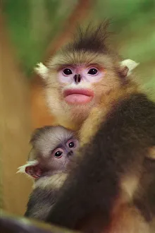 Yunnan snub nosed monkey female with baby, {Rhinopithecus bieti} Yunnan, China Yunnan snub nosed monkey female with baby, {Rhinopithecus bieti} Yunnan, China