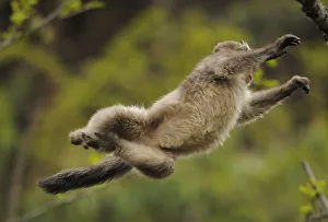 Yunnan Snub-nosed monkey (Rhinopithecus bieti) jumping from tree to tree, Ta Chen NP Yunnan Snub-nosed monkey (Rhinopithecus bieti) jumping from tree to tree, Ta Chen NP