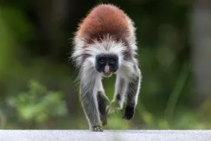 Zanzibar red colobus monkey (Procolobus kirkii) crossing the main road through the Reserve Zanzibar red colobus monkey (Procolobus kirkii) crossing the main road through the Reserve