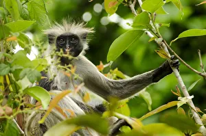 Zanzibar red colobus (Piliocolobus kirkii) in tree, Jozany Forest, Zanzibar, Tanzania Zanzibar red colobus (Piliocolobus kirkii) in tree, Jozany Forest, Zanzibar, Tanzania