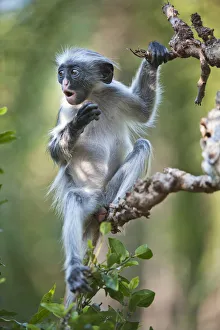 Bernard castelein/zanzibar red colobus procolobus kirkii juvenile Bernard castelein/zanzibar red colobus procolobus kirkii juvenile