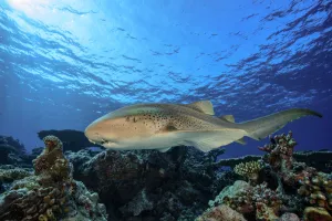 Zebra / leopard shark (Stegostoma fasciatum) swimming over the reef, Vaavu atoll Zebra / leopard shark (Stegostoma fasciatum) swimming over the reef, Vaavu atoll