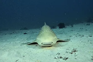 Zebra / Leopard shark (Stegostoma varium) swimming away from the bottom, New Caledonia Zebra / Leopard shark (Stegostoma varium) swimming away from the bottom, New Caledonia