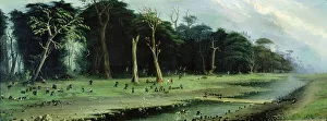Tranquil Forest Landscape Prints: 2683748