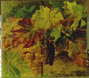 Vineyard Scenery Prints: 2687104