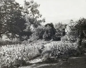 Vintage Garden Photography Prints: 2916448