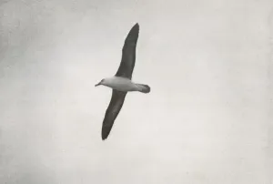 Albatross Soaring, c1910–1913, (1913). Artist: Herbert Ponting Albatross Soaring, c1910–1913, (1913). Artist: Herbert Ponting