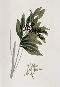 Central America Flora Prints: Allspice, 1823