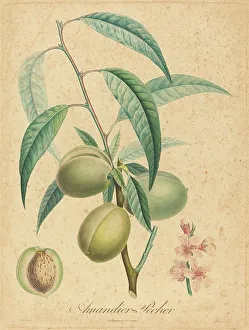 Hand Coloured Etchings Prints: Amandier - Pecher. Creator: Unknown