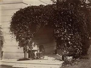 American Creeper, Blake House, 1860. Creator: Alfred Capel-Cure American Creeper, Blake House, 1860. Creator: Alfred Capel-Cure