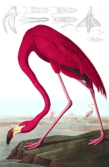 American Flamingo, Phoenicopterus Ruber, 1845 American Flamingo, Phoenicopterus Ruber, 1845