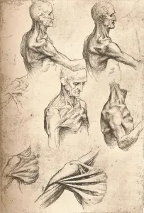 Anatomical drawing, c1472-c1519 (1883). Artist: Leonardo da Vinci Anatomical drawing, c1472-c1519 (1883). Artist: Leonardo da Vinci
