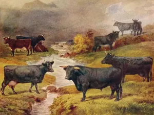 Wales Prints: Heritage Images Print of Welsh Black Cattle, c1906