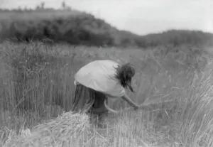 Native American Agriculture Prints: The Apache Reaper [gathering wheat], c1906. Creator: Edward Sheriff Curtis