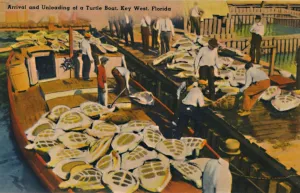 Key West Florida Prints: Arrival and Unloading of a Turtle Boat, Key West, Florida, c1940s