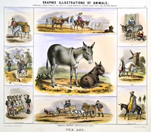 The Ass, c1850. Artist: Benjamin Waterhouse Hawkins The Ass, c1850. Artist: Benjamin Waterhouse Hawkins
